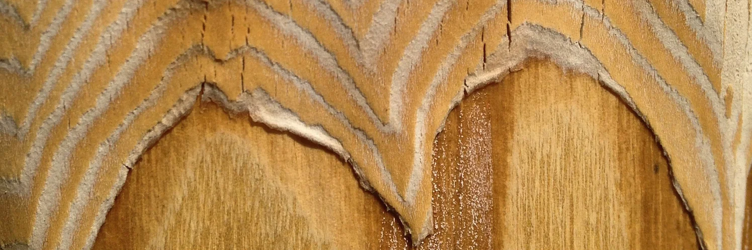 arboretum tree design wood.JPG