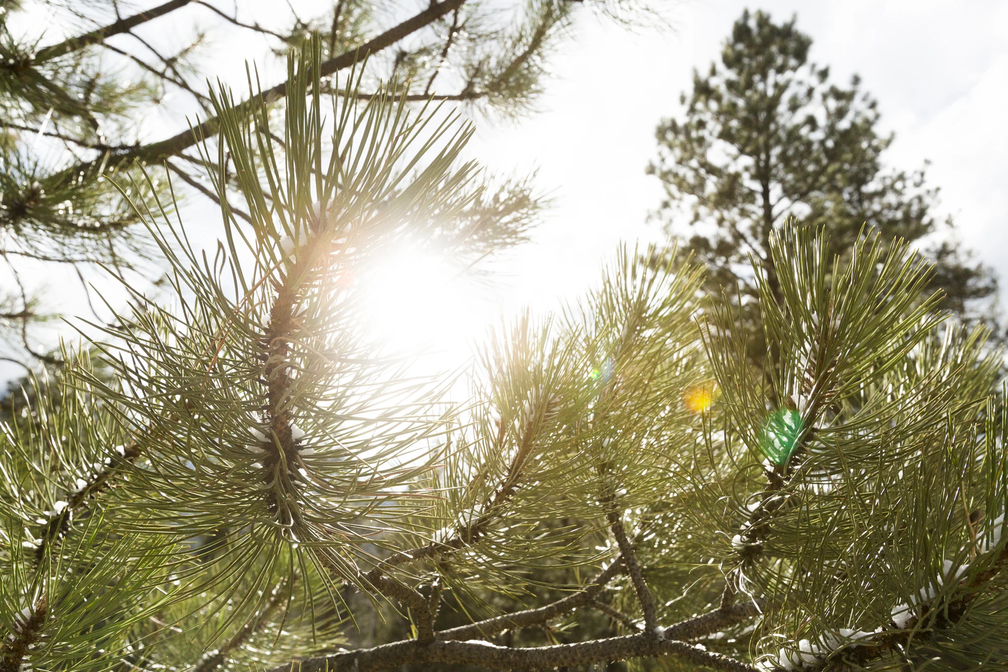 Pike_National_Forest_Bouldering_CO-4299.jpg