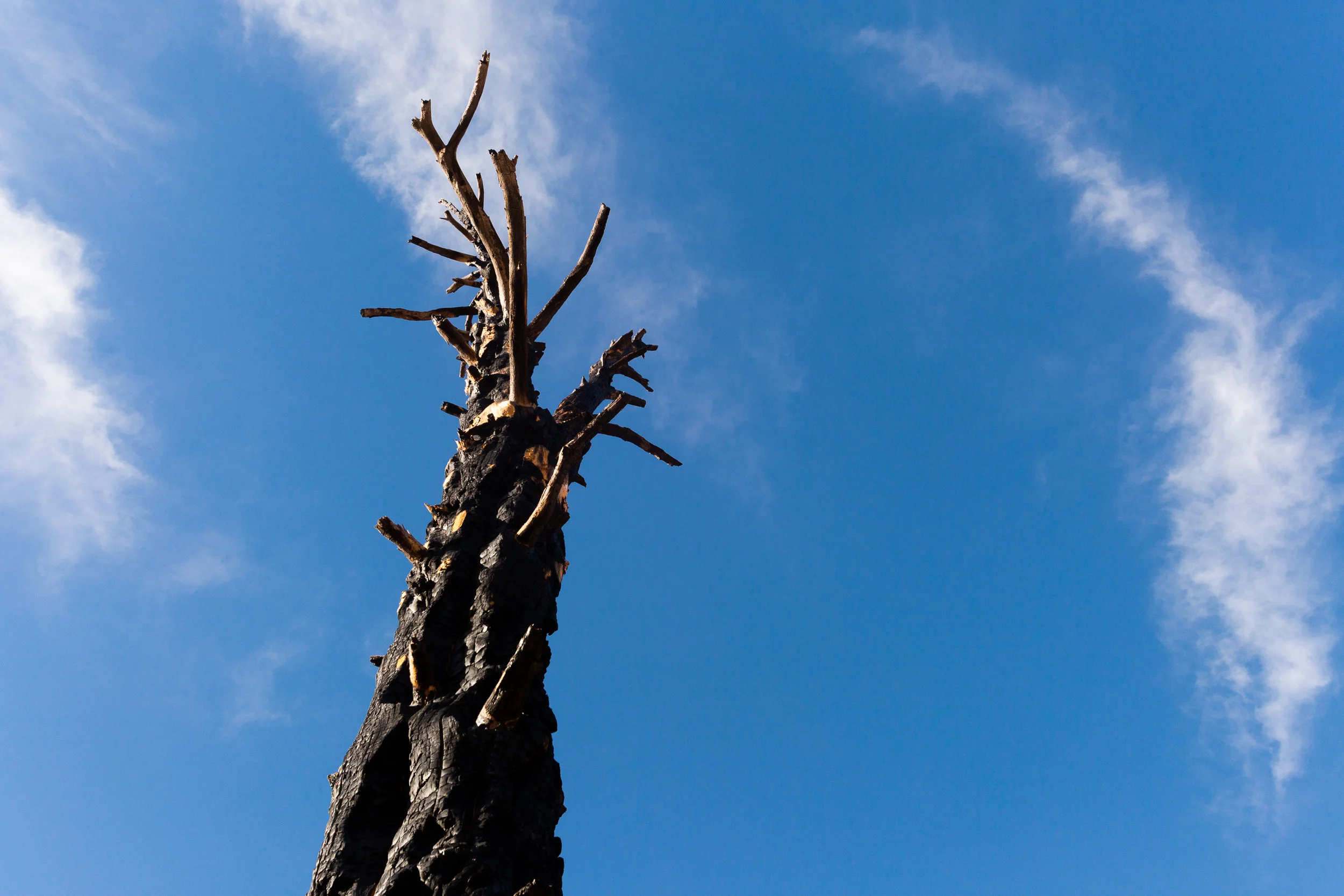 Pike_National_Forest_Fire-4063.jpg