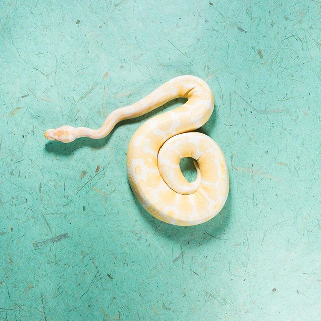 New on the blog today.... my #rangefindermagazine win. Link in bio 👆🏼#photocontest #winning #firstplace #natureseducators #conservation #preservation #nonprofit #donatetothecause #snake #snakesofinstagram #advertisingphotography #canon #tethertools #shoottethered #onlocation #onlocationstudio #dynalite