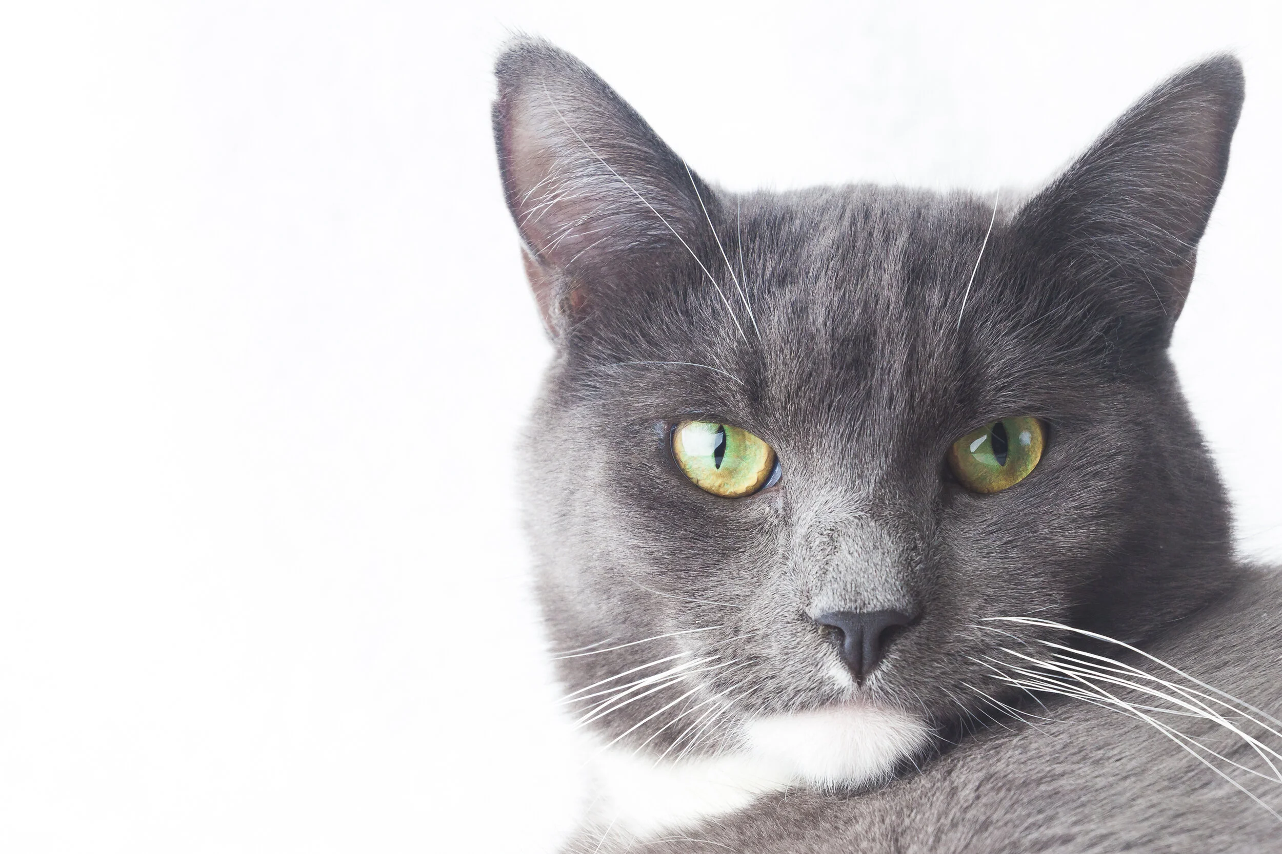 TeganKStudios_AnimalPhotography-108.jpg