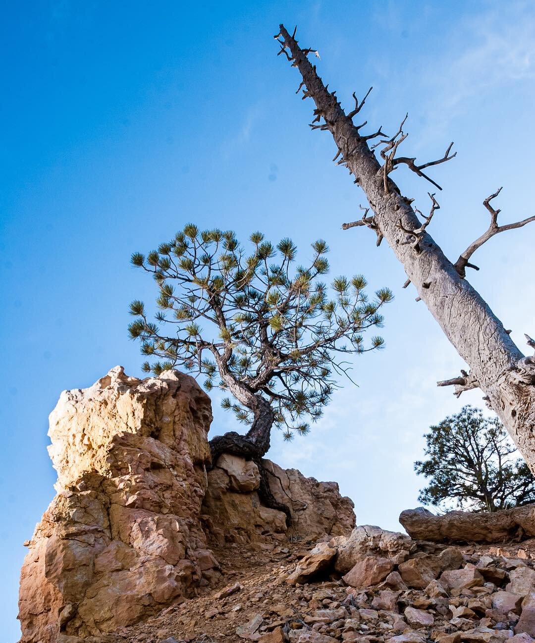 Happy day light savings day! Today is a super celebrated day in our house, because there is SO much more you can do with that extra hour of daylight in the evening. Here's to the beginning of longer spring adventures!.
.
.
.
.
#brycecanyon #nps #nps1