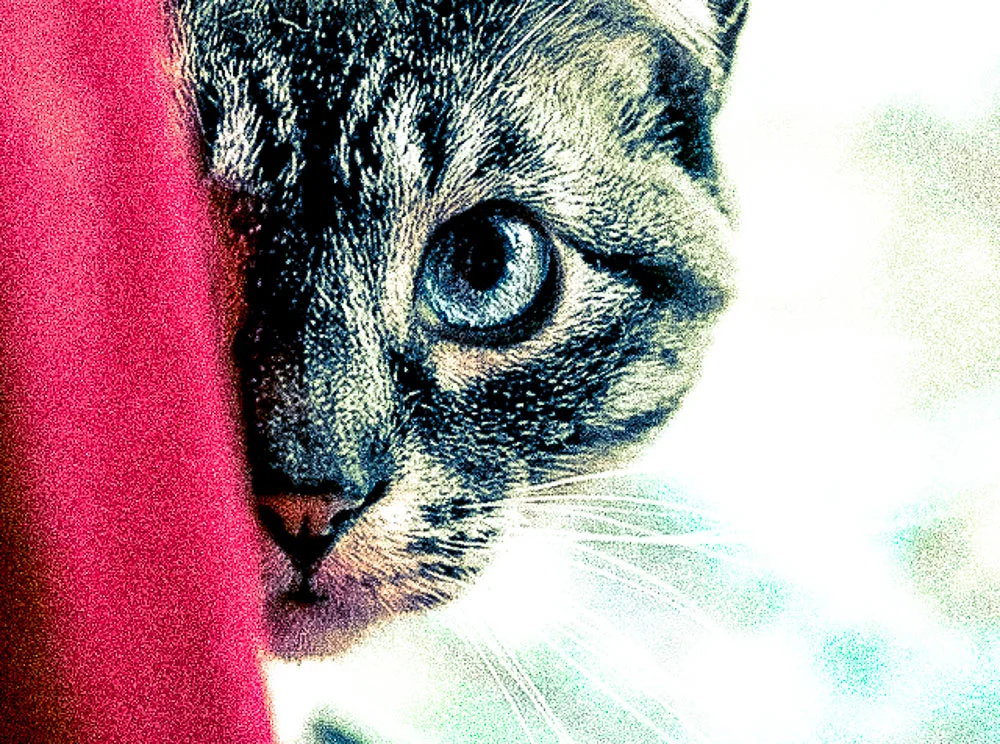 The Cat Who Looked At A King