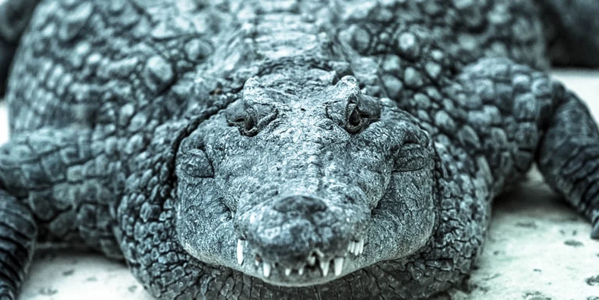 Never Smile At A Crocodile