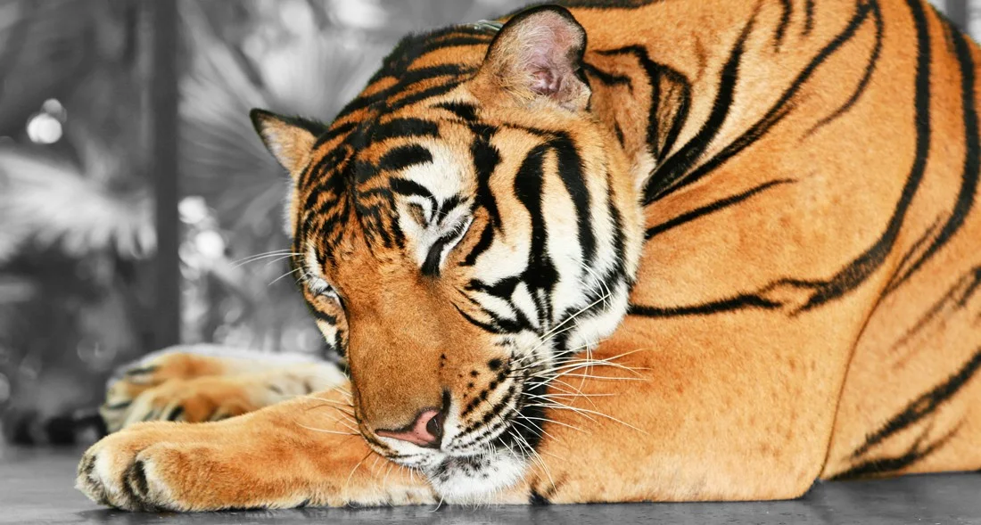 To Dream Perchance To Sleep