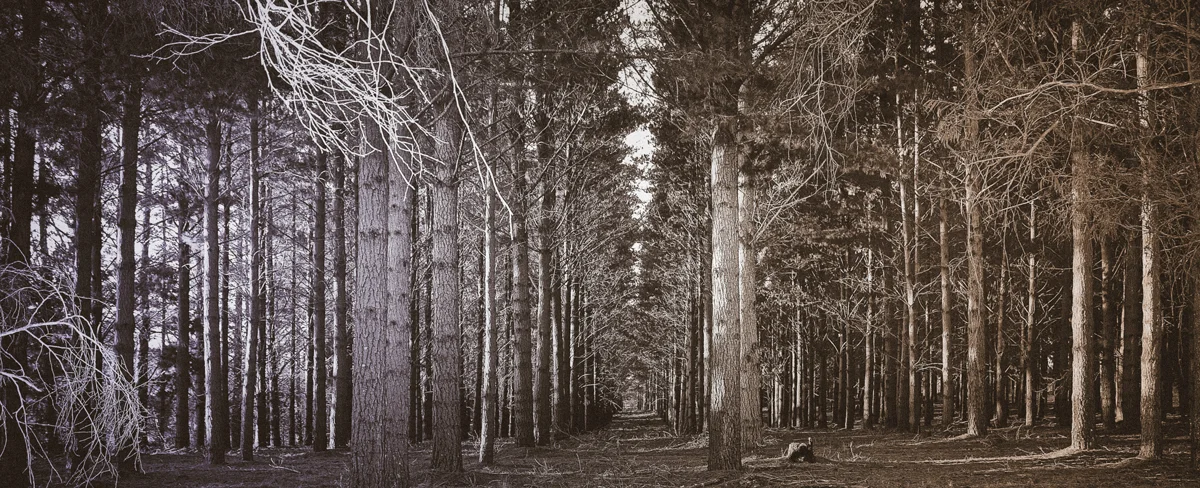These-Woods-Are-Lovely.jpg