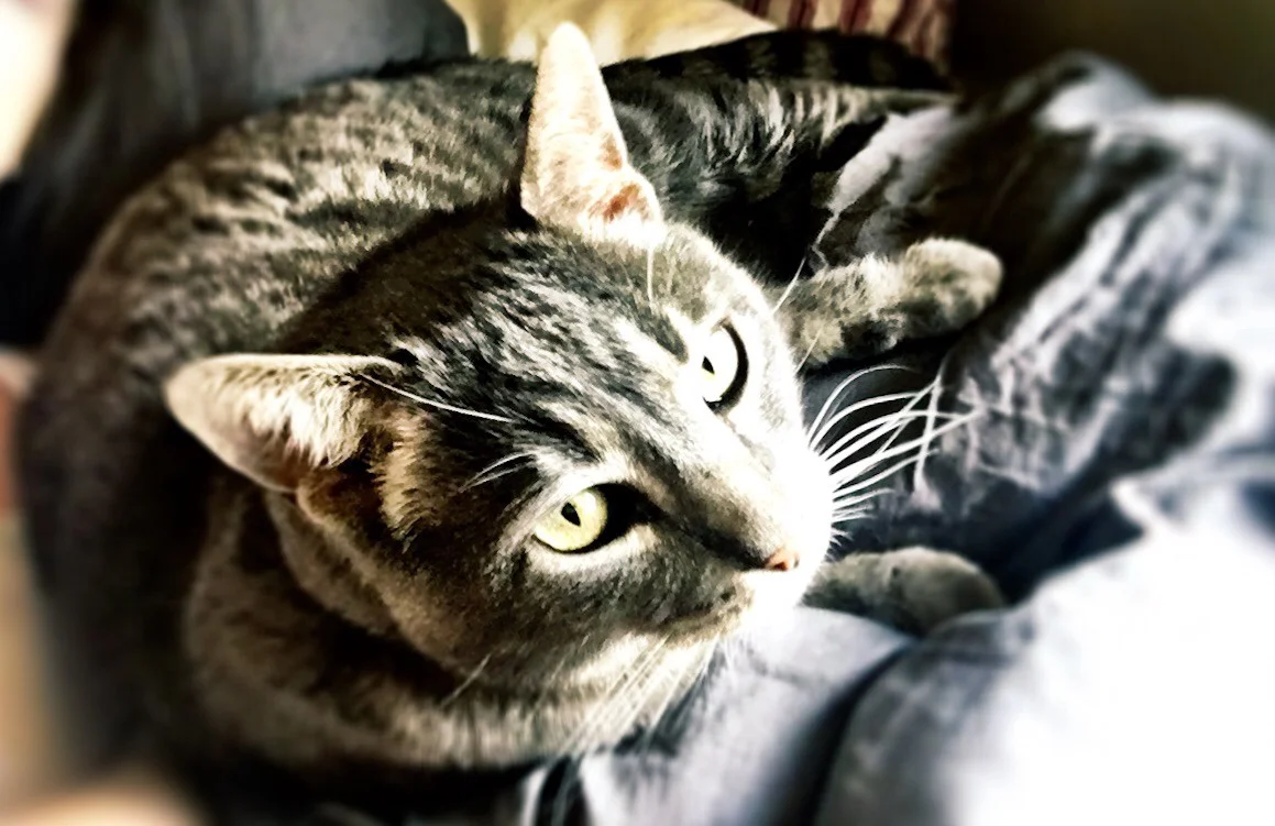 Not really me. Or is it? (No. It is Osky the Spy Cat)