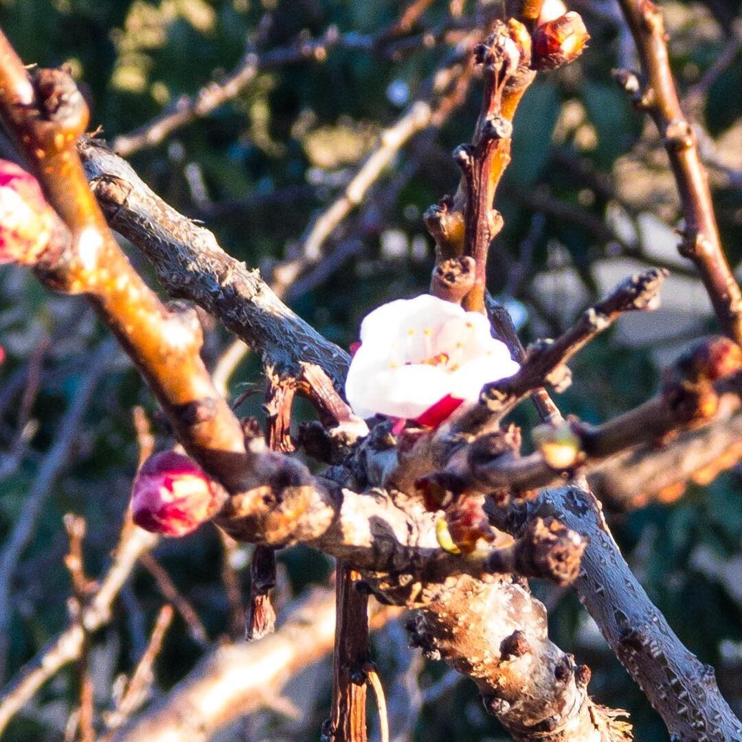 Hello, possums - er, blossoms. A little bit of hope swinging into #spring #melbourne #twilight #flowers #blossom #hope