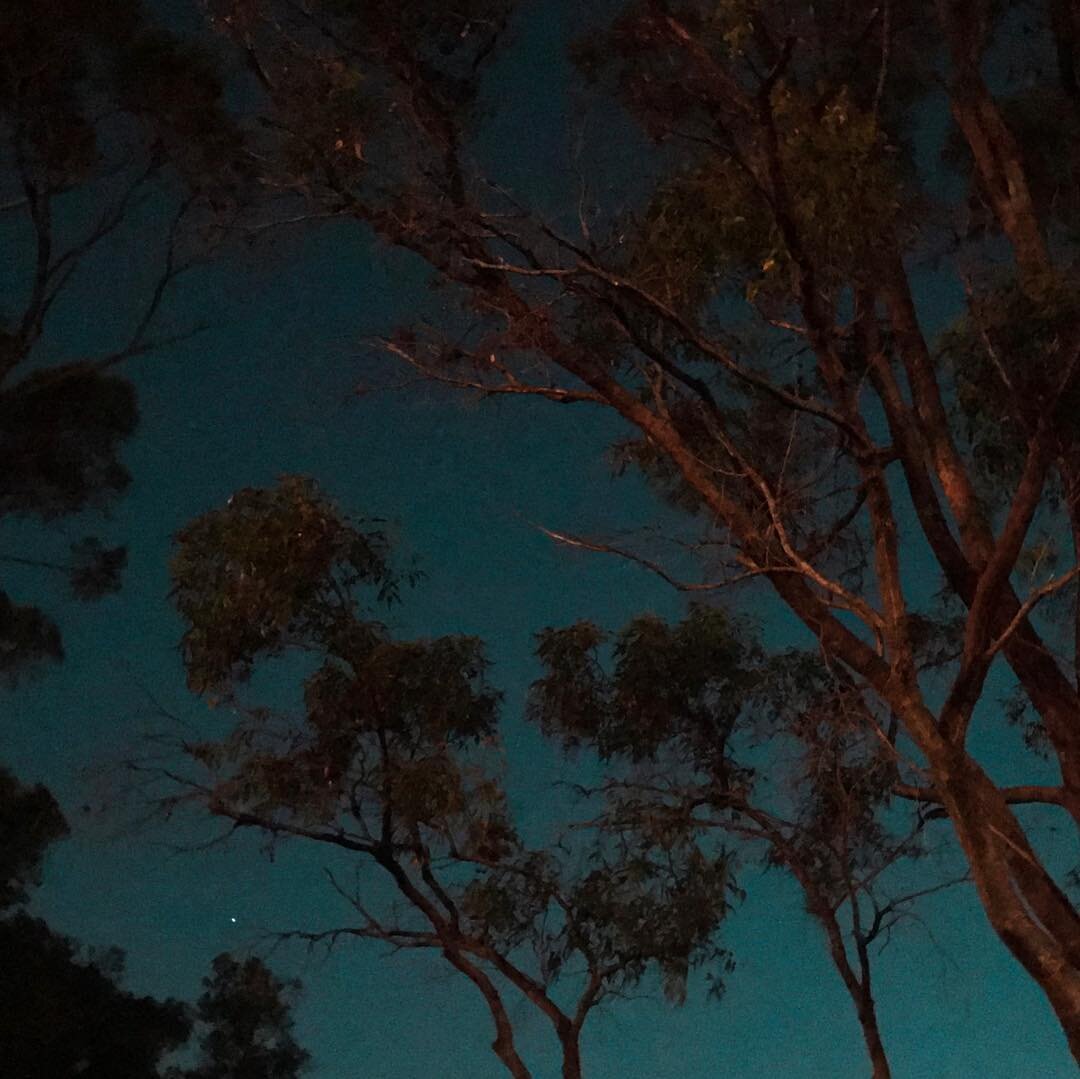 Perth. #perth #australia #nightsky #kingspark #gumtree #paulkelly