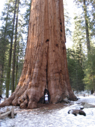 General Sherman - California - used through Creative Commons