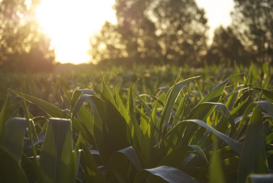 CornField.jpg