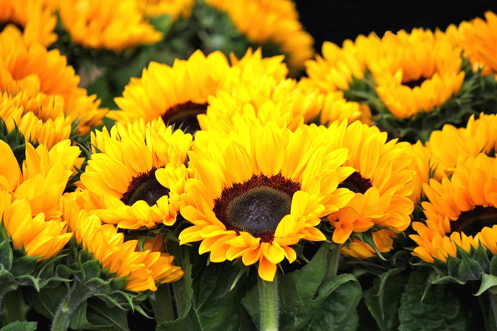 sunflower-378270_1920.jpg