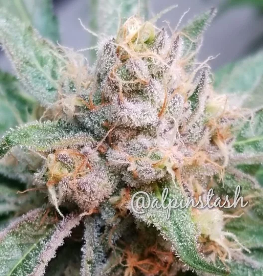 Grape Juice OG — AlpinStash™