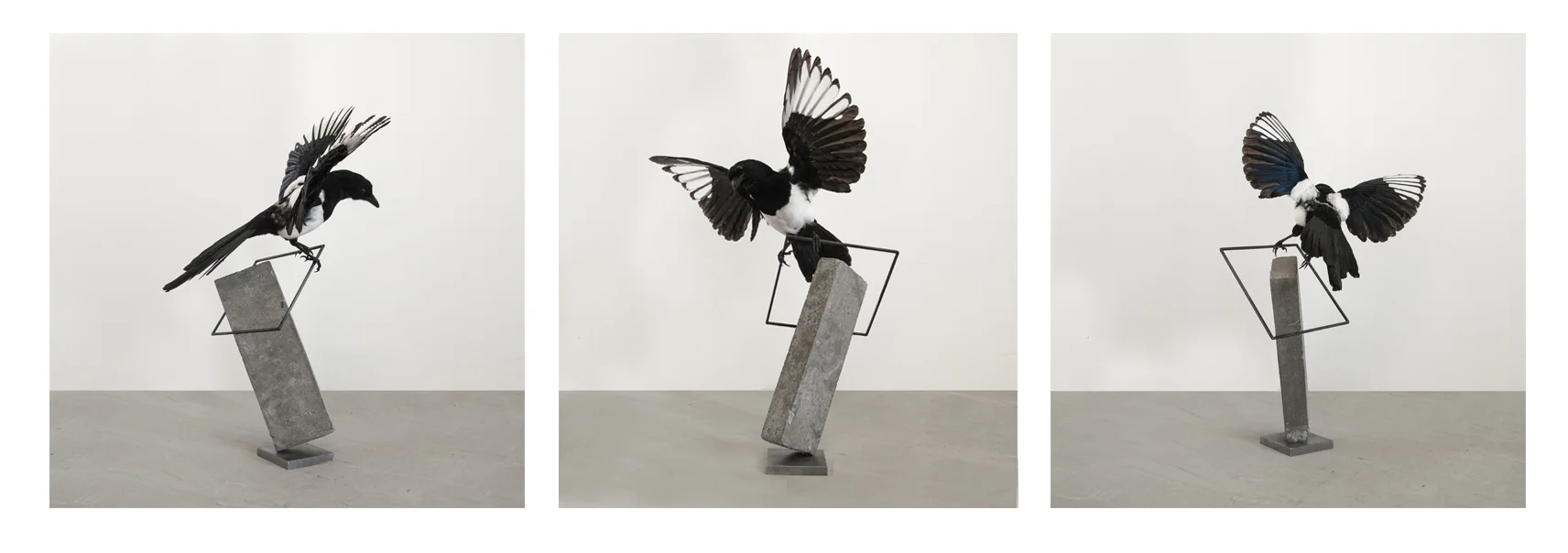 Concrete, steel, taxidermy magpie (Pica Pica) • Height: 67 cm / 26.4 in. • Length: 47 cm / 18.5 in. • Width: 40 cm / 15.7 in.