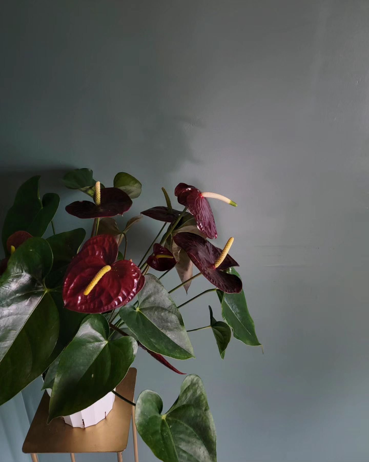 Post V-Day anthirium hanging in the freshly painted cool room, not yet cool.
.
.
.
#wildlycultivated #wildlycultivatedflorals #atxflorist #atxweddingflorist #sanantonioflorist #satxflorist #atxwedding #satxweddings #bridesofaustin #wedatx #atxido #at