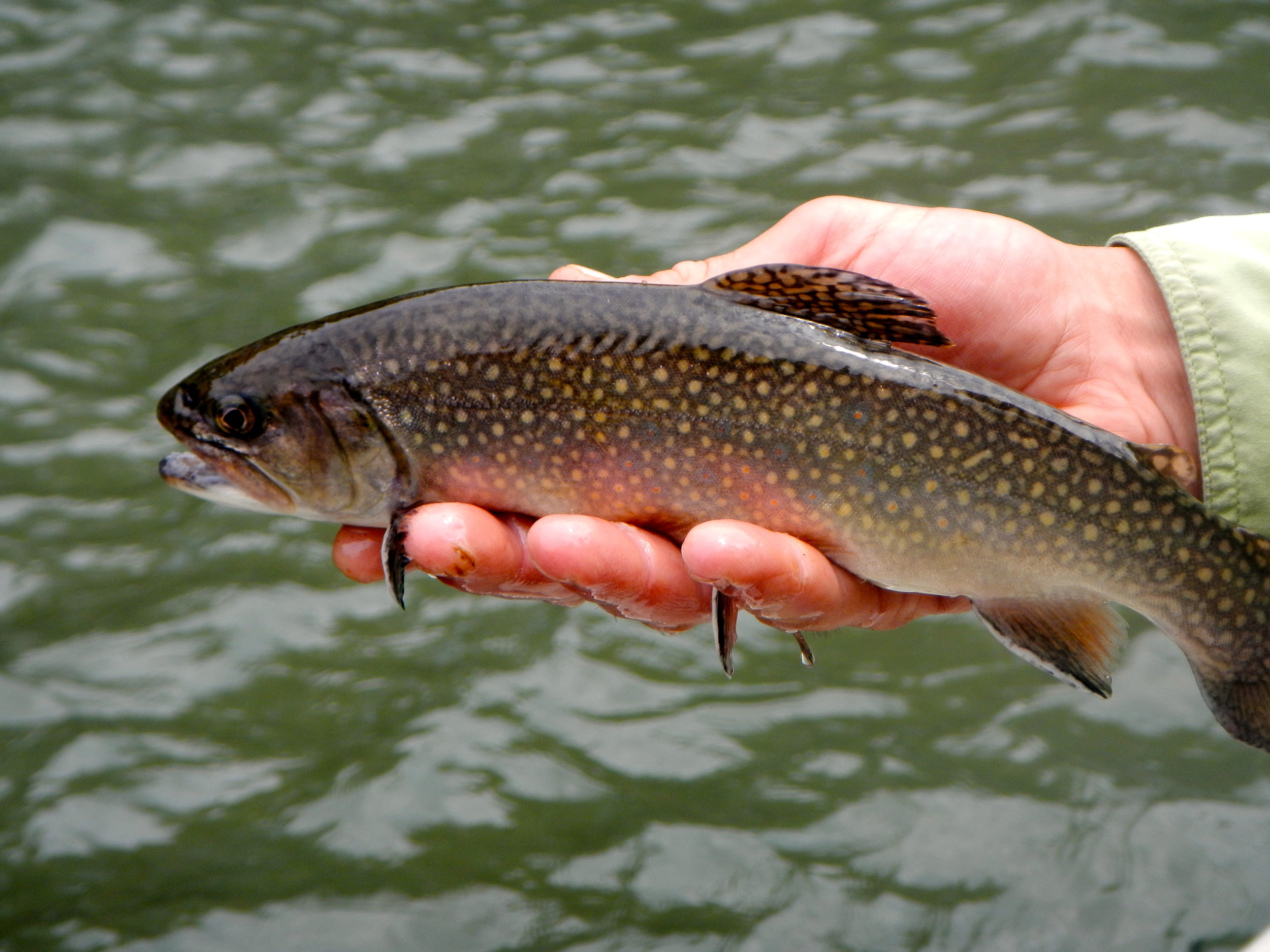  Fish from the 3-acre stocked pond or Trophy Trout Waters of the Catawba. 