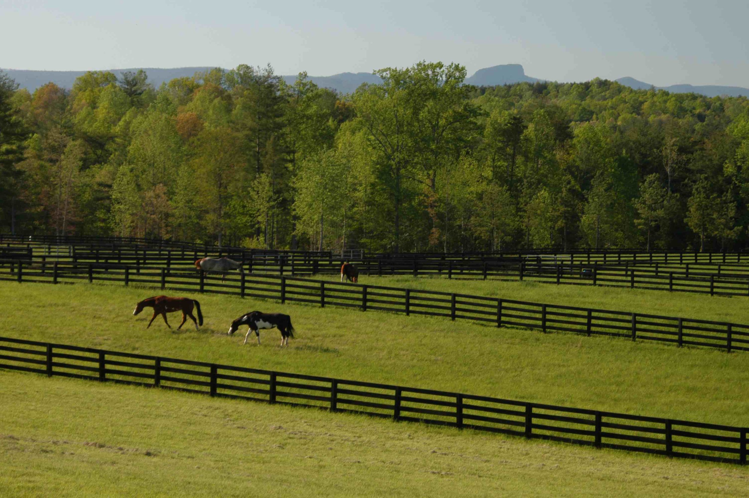 CRC residents enjoy daily views of horses grazing.