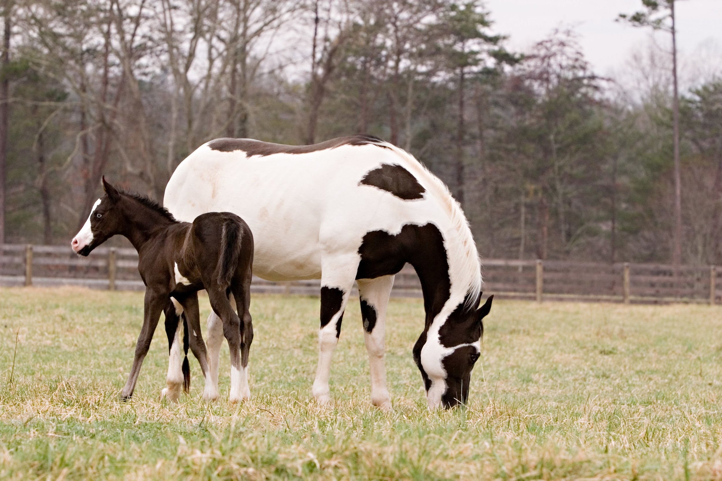  Horse and young foal at Catawba River Club Stables. 