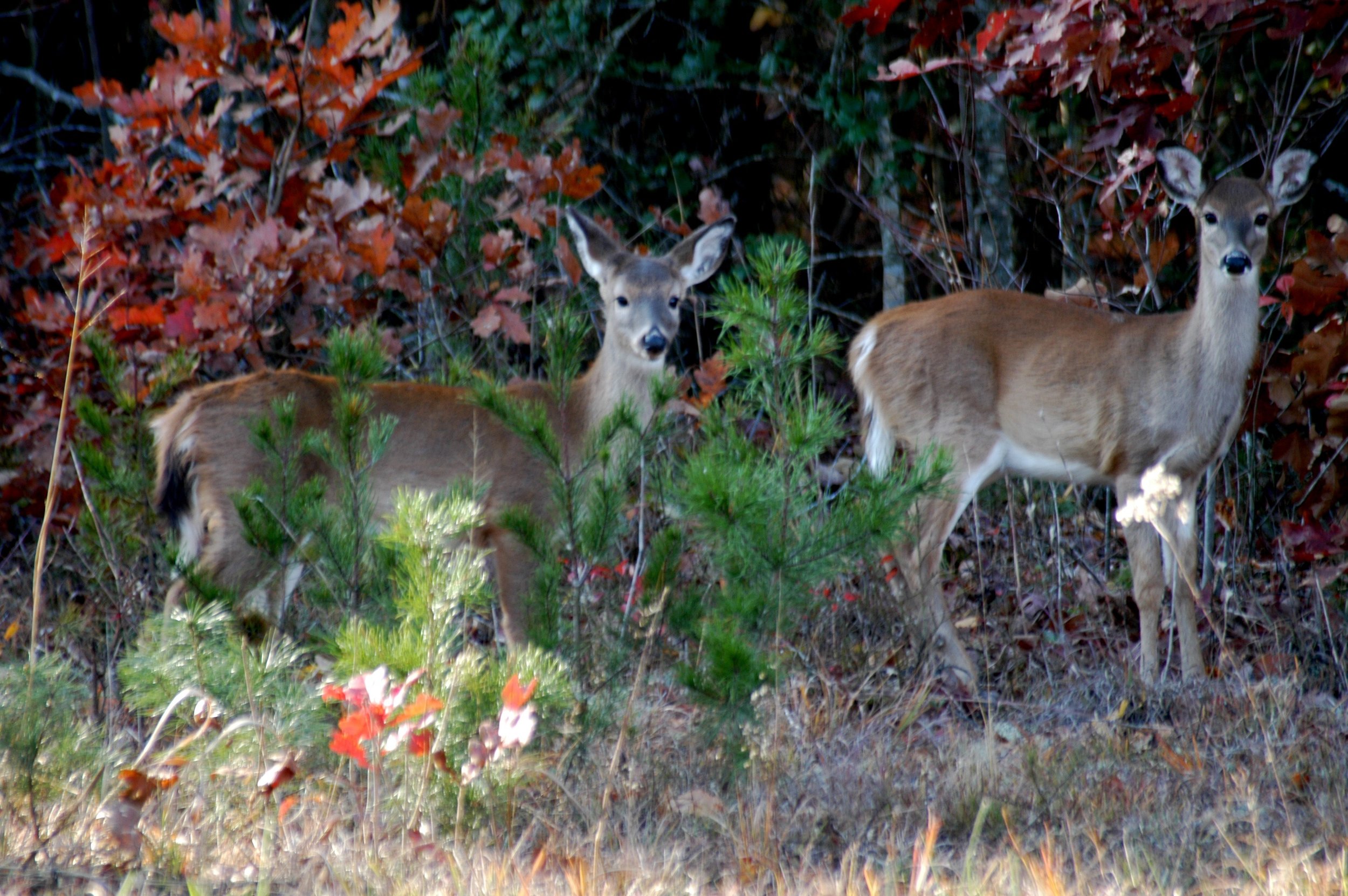  Surrounded by nature, residents often see deer and other wildlife at CRC. 