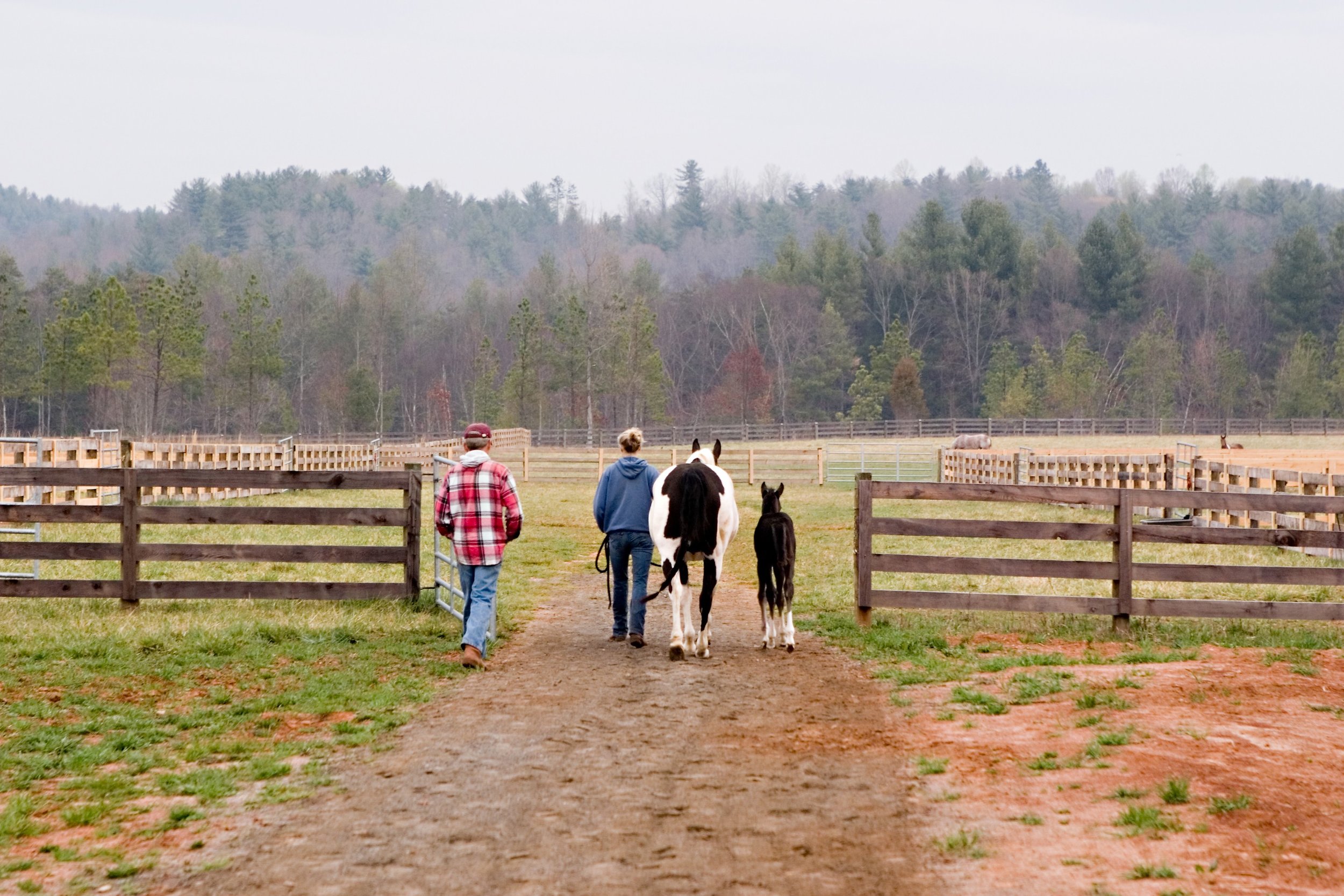 Stable hands lead a mother and foal out to the pasture.