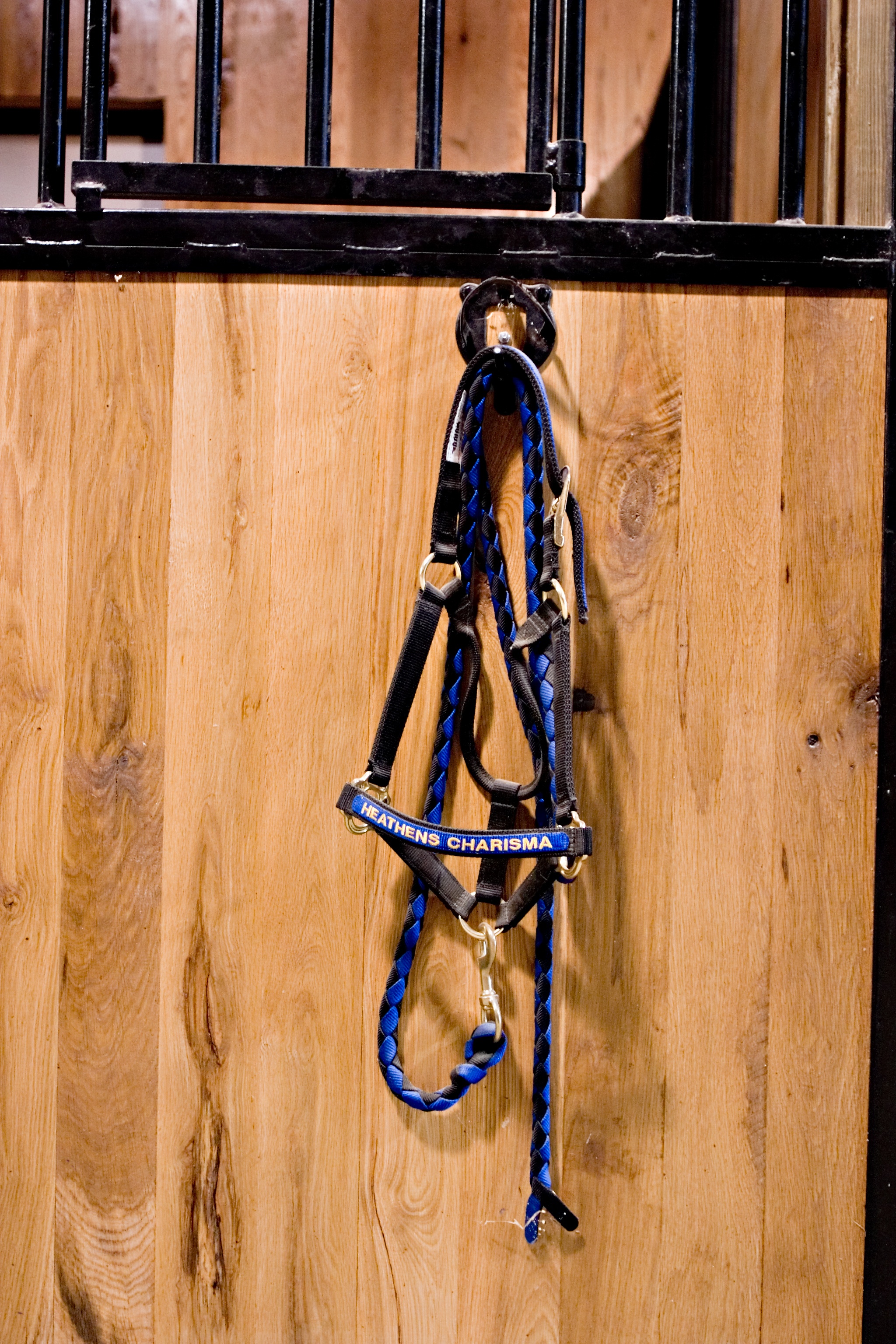  Resident horse halter on stall. 