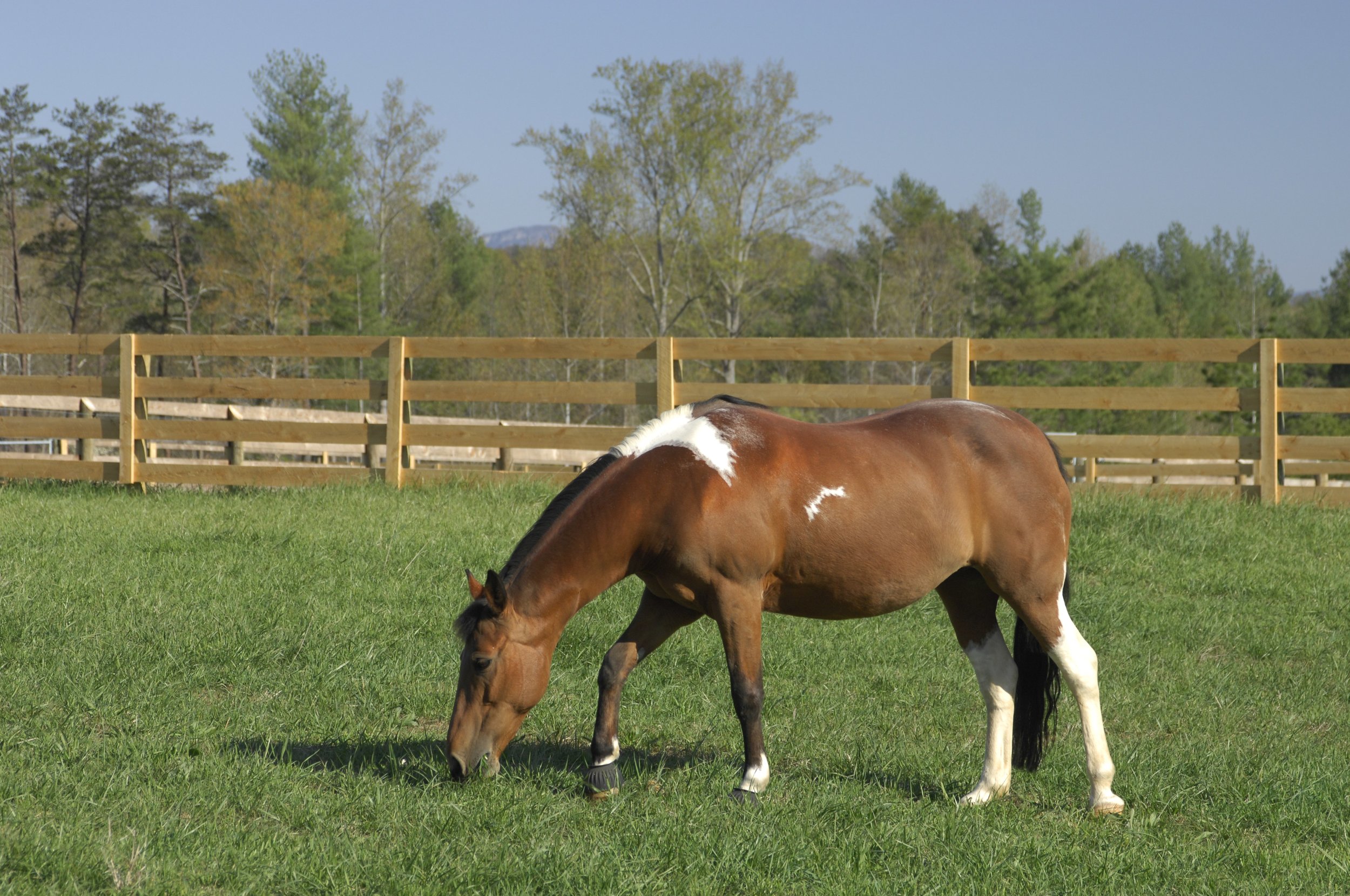  Enjoy views of the horses at Catawba River Club. 