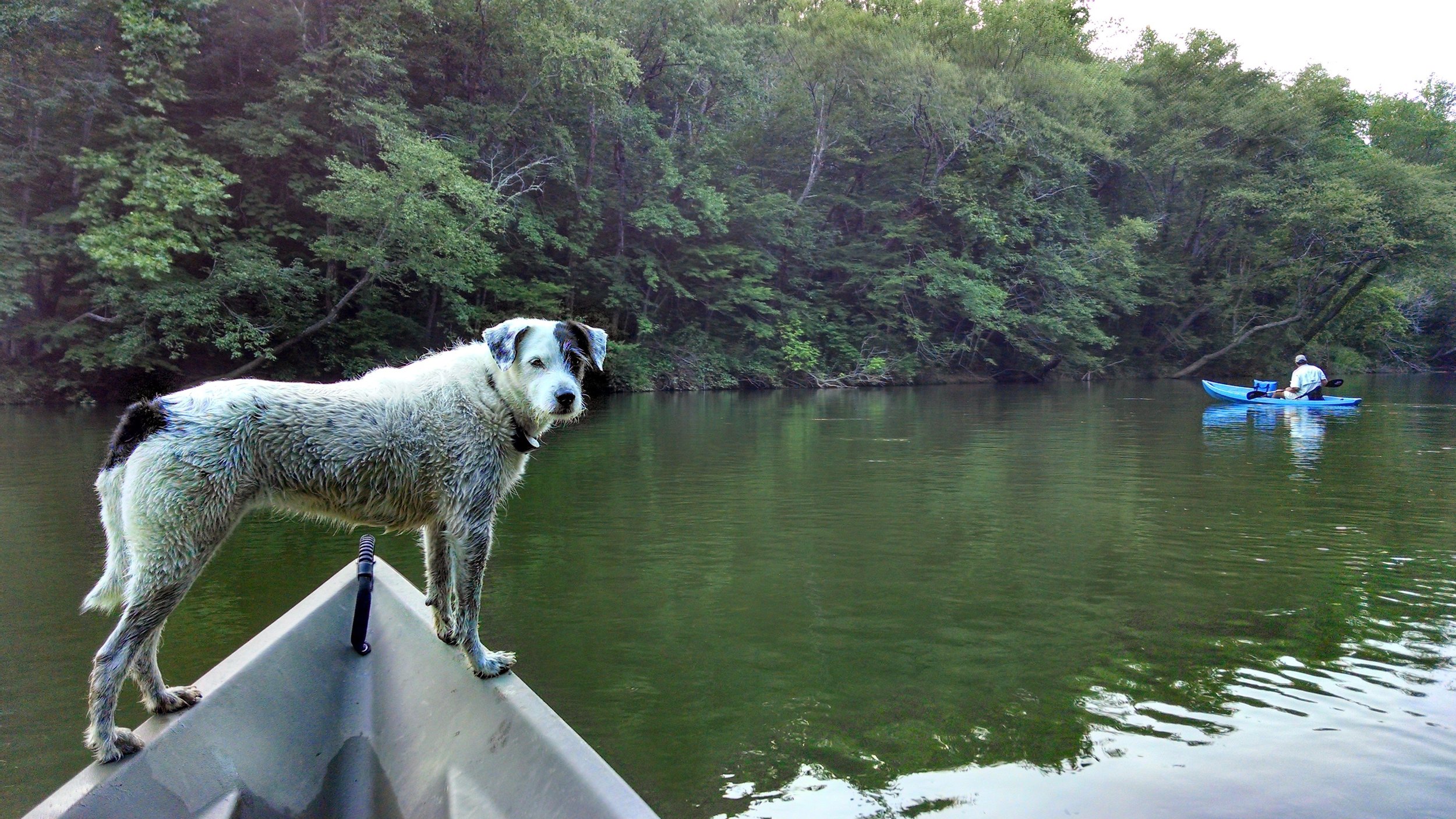  Dogs love canoeing too! 