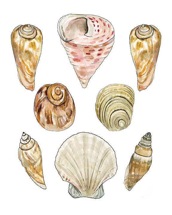 Down+by+the+Bay+seashell+Print.jpg