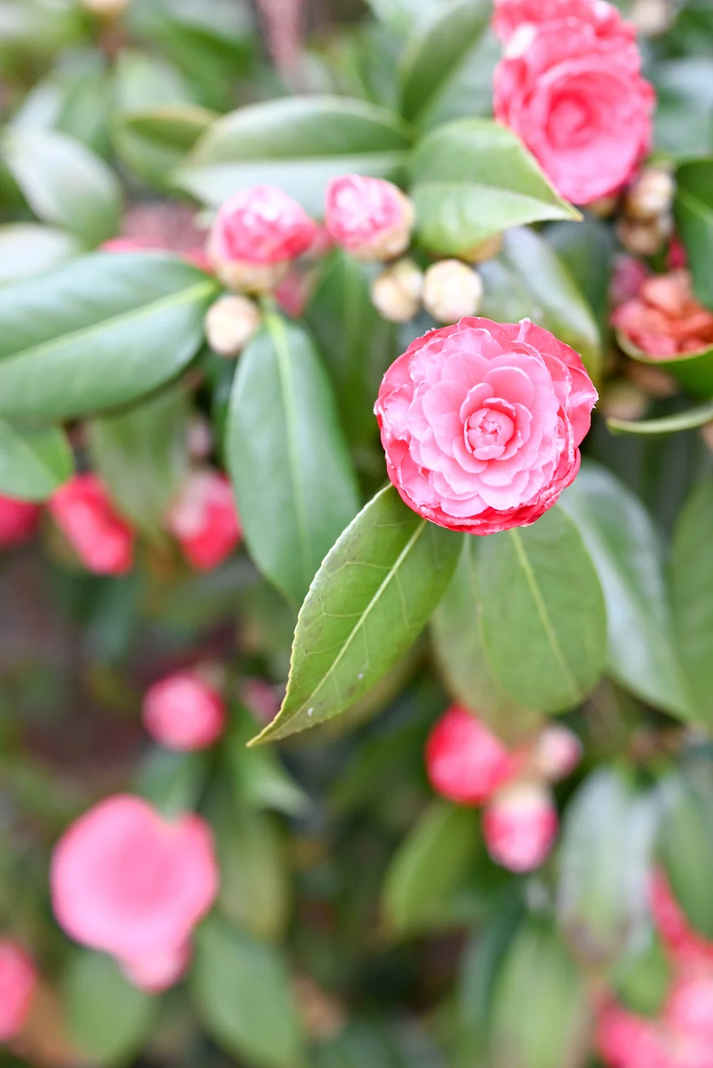 Mardi Gras in New Orleans-6.jpeg