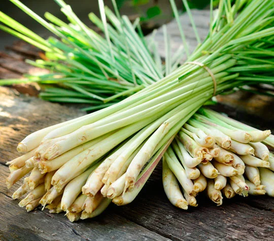 Lemongrass Essential Oil