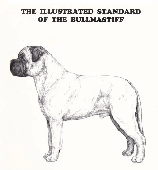 American Bullmastiff Association - Illustrated Standard of the Bullmastiff