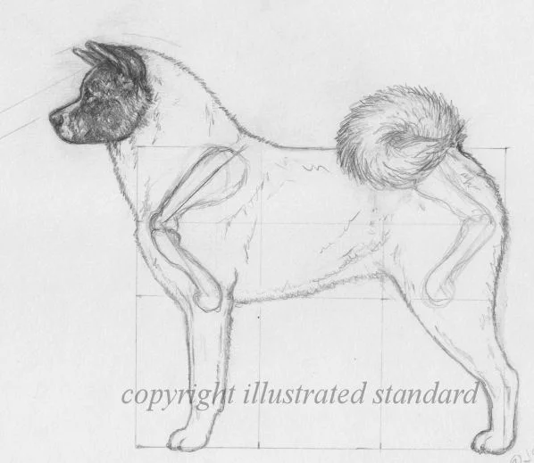 Akita Club of America Illustrated Breed Standard