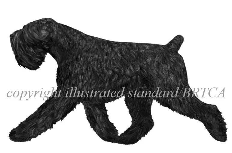 Black Russian Terrier Club of America - Black Russian Terrier Illustrated Study of the Standard