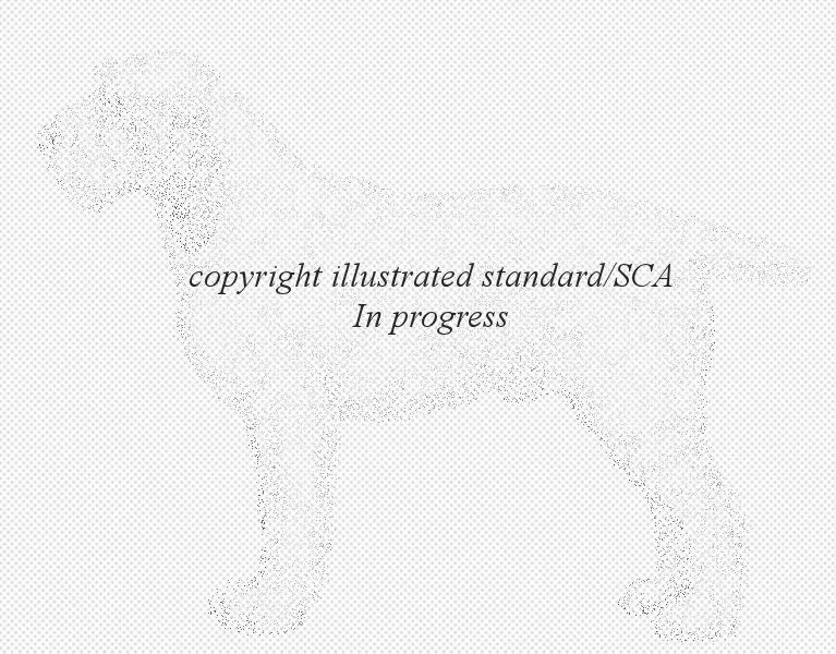 Spinone Club of America Illustrated Breed Standard
