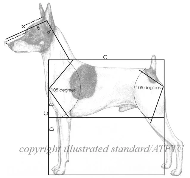 American Toy Fox Terrier Club - The Illustrated Standard for the Toy Fox Terrier
