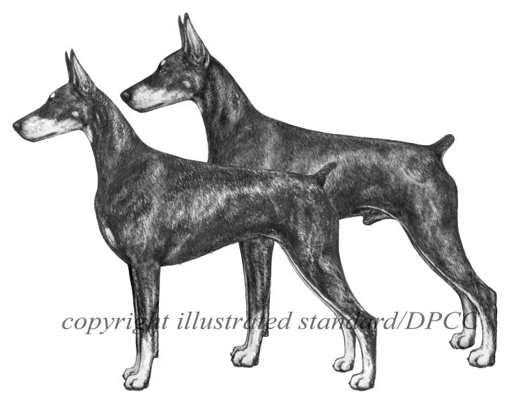 Doberman Pinscher Club of Canada Illustrated Standard