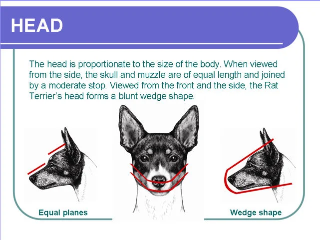 American Rat Terrier Association - UKC Rat Terrier Breed Standard Illustration