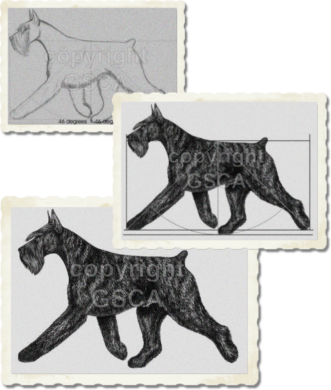 Giant Schnauzer Illustrated STandard - Moving Dog Draft, Proof, and Final