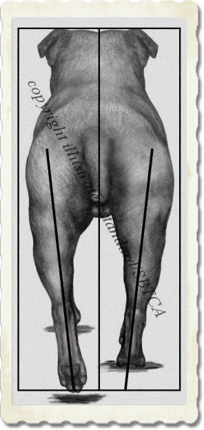Staffordshire Bull Terrier Illustrated Standard - Dog Moving Away Proofed with Measures