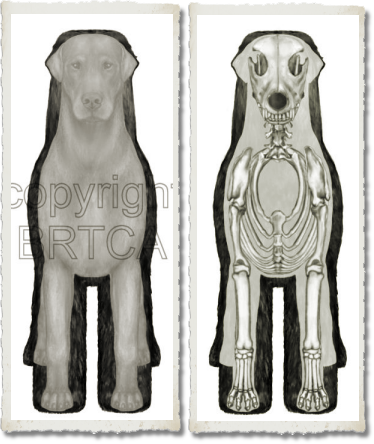 BRTCA Structure Illustrated - Coat, body, and Skeleton Overlays