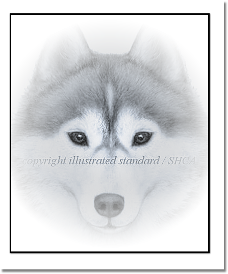 Siberian Husky head Style Example