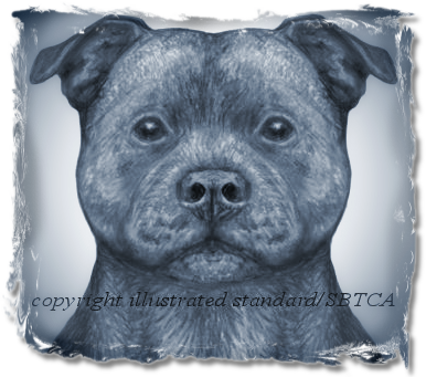 Staffordshire Bull Terrier Club of America - Correct Dog Head