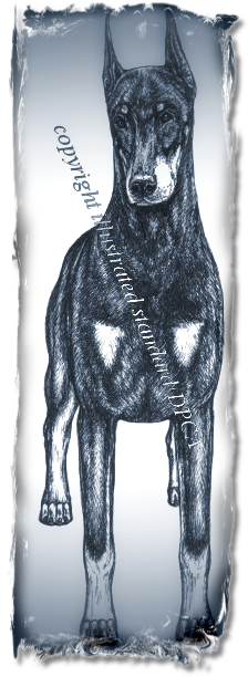Doberman Pinscher Club of AMerica - Correct Bitch Front