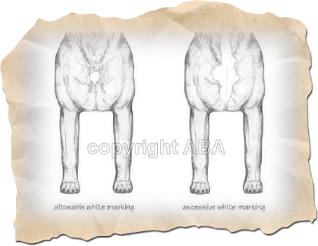 American Bullmastiff Associaton - Excessive & Allowable Markings