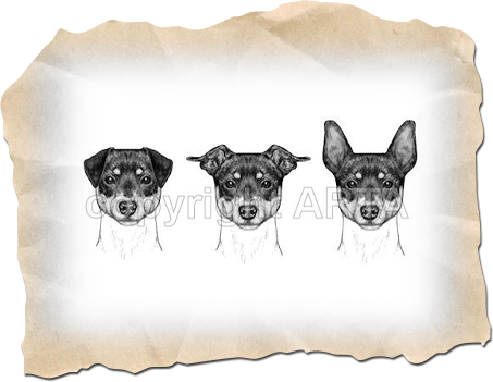 Faulty Ears - American Rat Terrier Assoc. Illustrated Standard