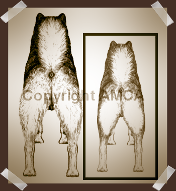 Alaskan Malamute Standing Rear Illustrated mid-Draft to Final