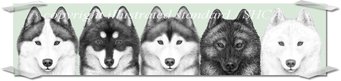 Siberian Husky Club of America - Illustrated Breed STandard Drawings in Pencil with shaded OVerlay Demonstrating Different markings and Coat Color on the Same Dog head