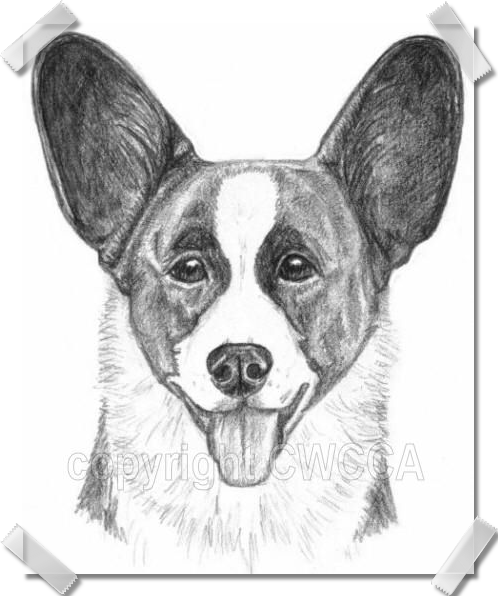 CWCCA Illustrated in Pencil