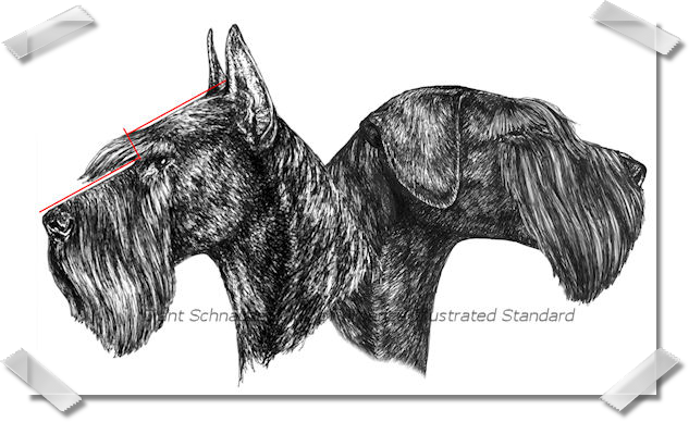 Pen and Ink Drawings for The Illustrated Breed Standard of the Giant Schnauzer