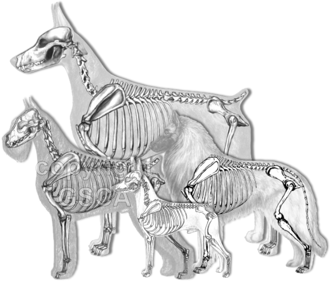 Illustrated Standard Drawings - Skeletal Overlays in the Giant Schnauzer, Doberman Pinscher, Belgian Tervuren, and Toy fox Terrier